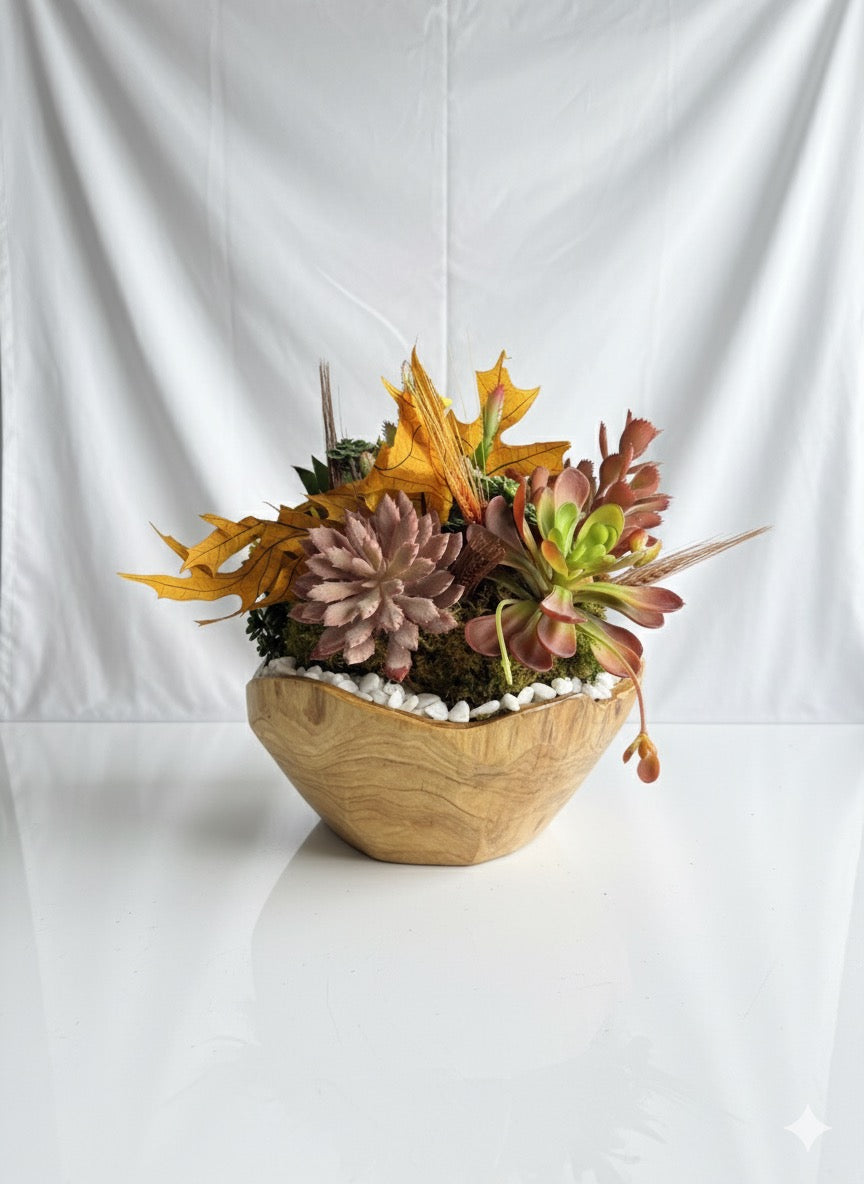 Kivaar otoño - suculenta