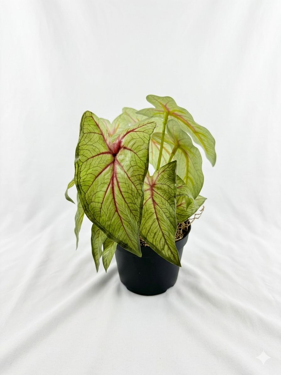 Kivaar Caladium