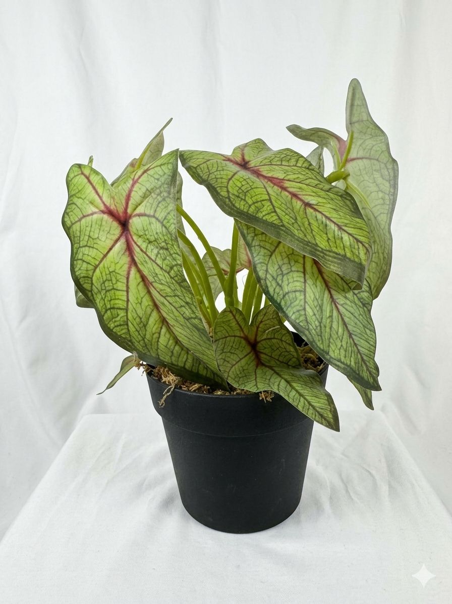 Kivaar Caladium