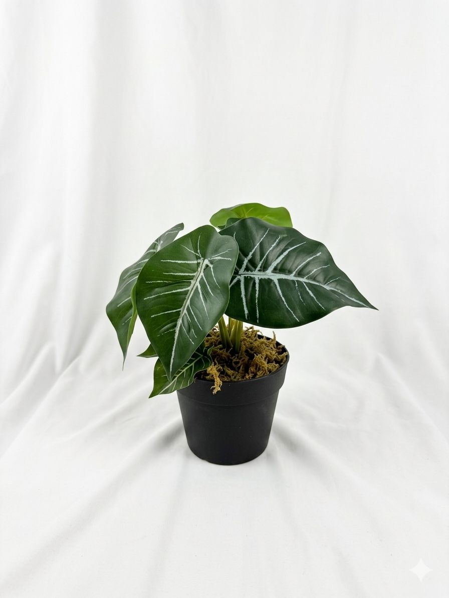 Kivaar Alocasia