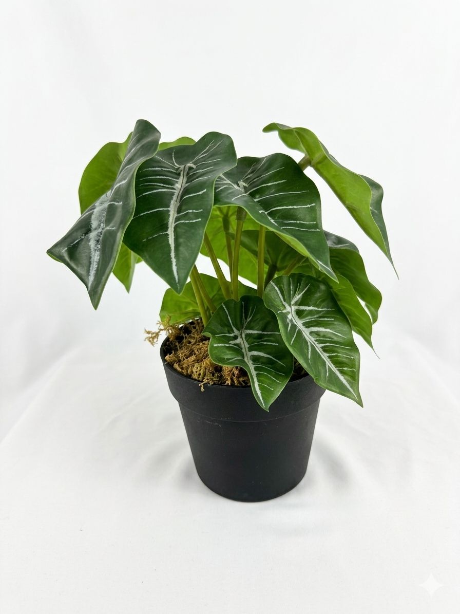 Kivaar Alocasia