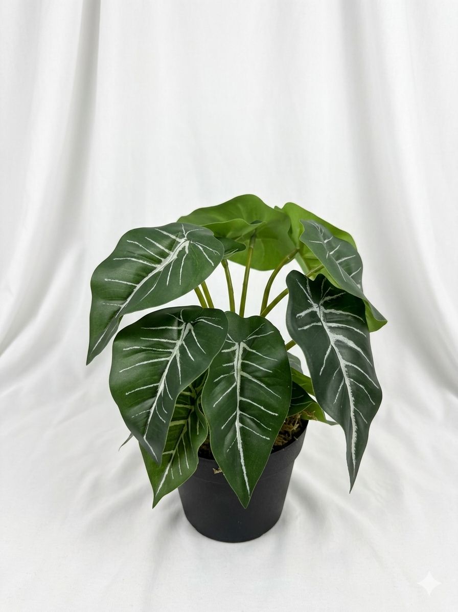 Kivaar Alocasia