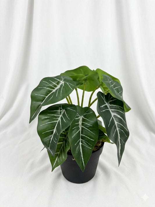Kivaar Alocasia
